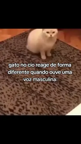 eu meio esse gato #shrekidicria 