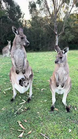 Cute encounters in town #kangaroo #babykangaroo #joey #australia #cuteanimals 