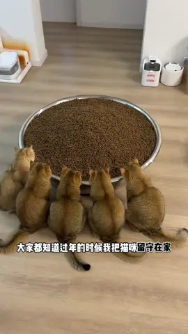 猫：怎么？不回来了吗？？#猫咪的迷惑行为#萌宠#治愈猫咪 #金渐层 #十月一日国庆节 