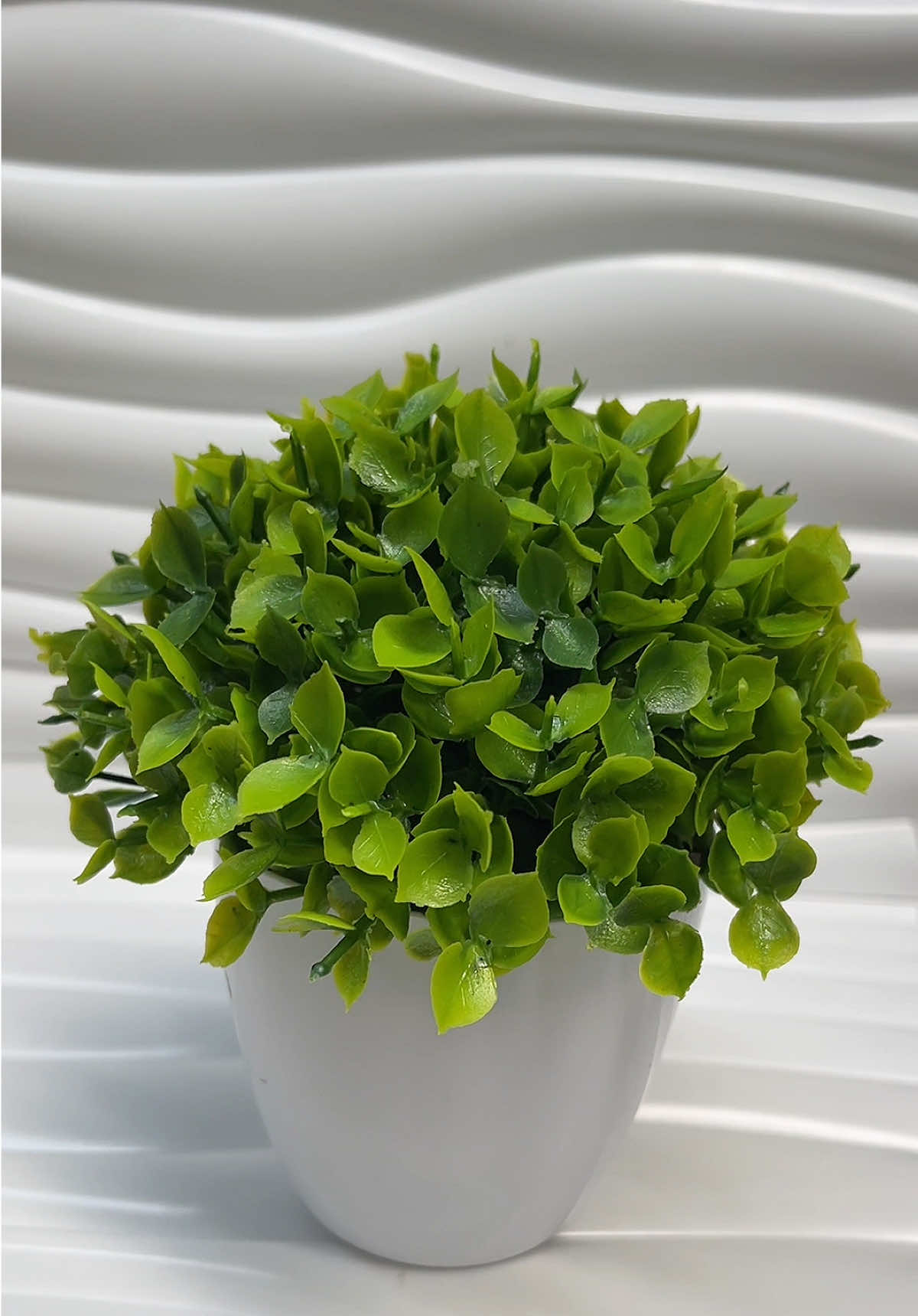 Cây xanh trang trí #cayxanh #caydecor 