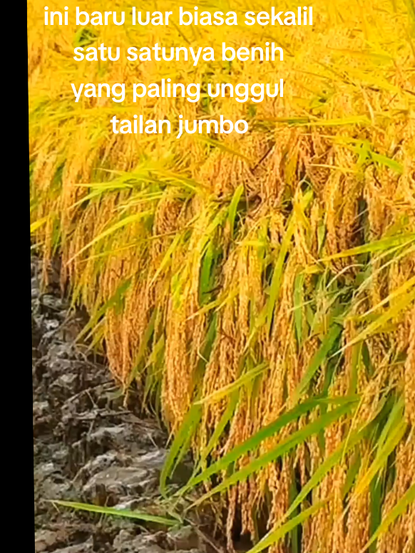 ini baru luar biasa satu satunya benih yang paling unggul tailan jumbo#fypp #benihpadi#tailanjumbo#palingunggul#ramahlingkungan 