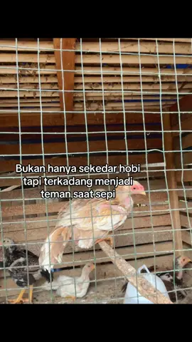 #ayamhias #ekorlidi #shamo#hobiayam #peternakmuda #xzybca #4u #fypシ゚ #fypage 