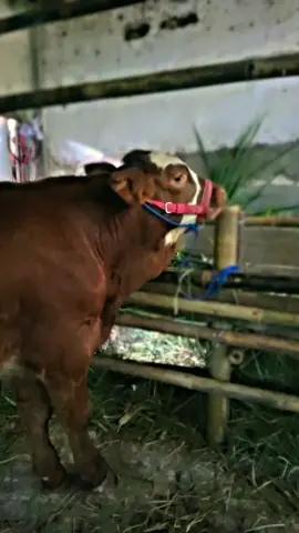 #peternakmuda #peternaksapiindonesia #masukberanda #boyolali24jam⚡ #fyppppppppppppppppppppppp 