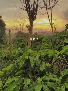 #masukberanda #sanset #sansetkebonkopi#jowopride 