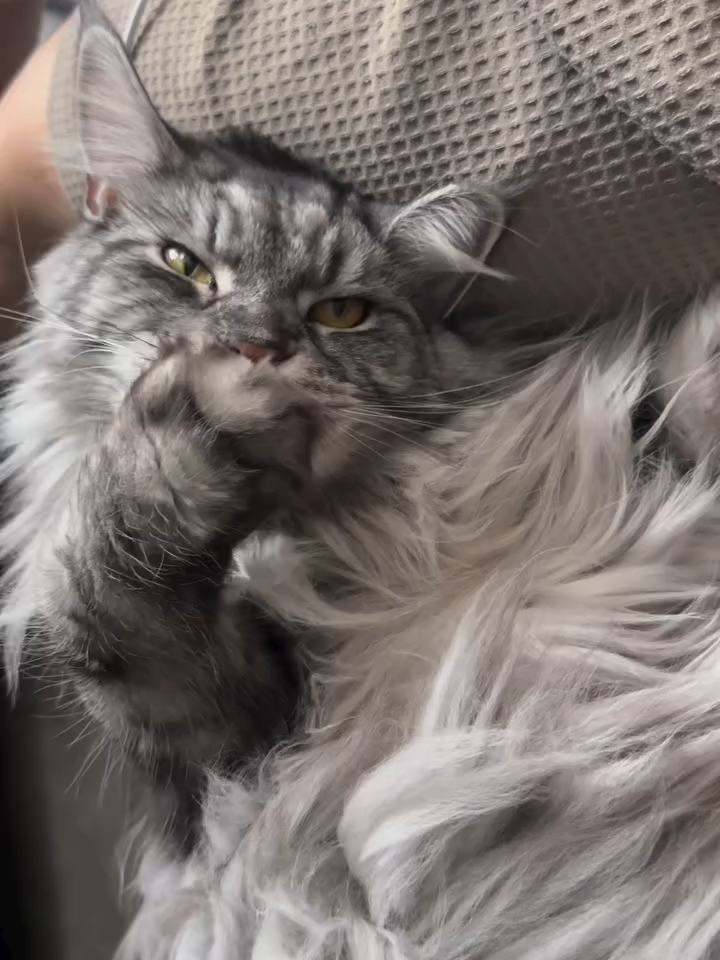 Delicious paw 🐾#enjoymoment #catsoftiktok #happymoments