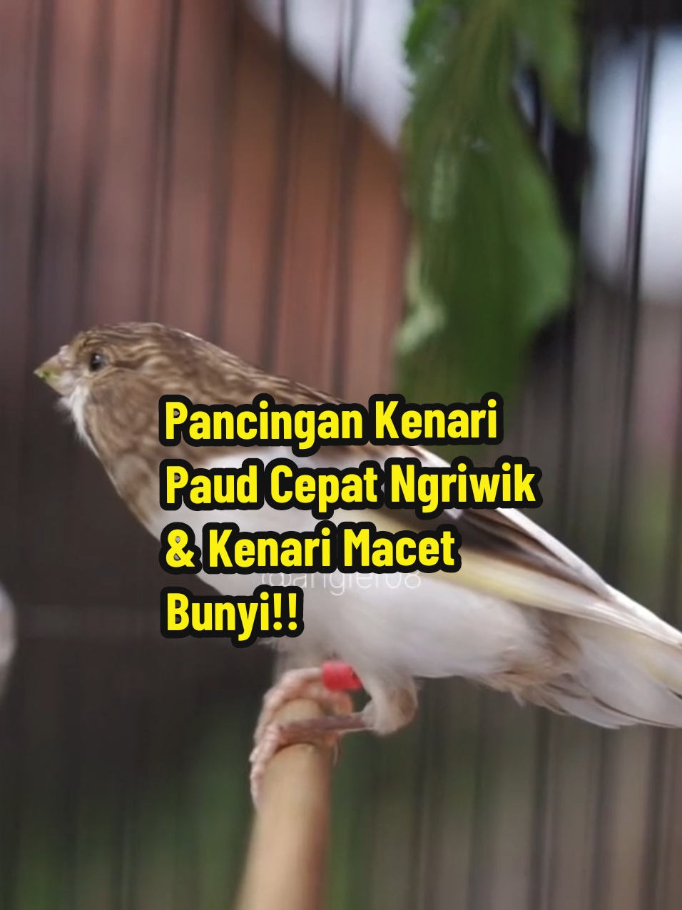 Pancingan kenari paud cepat ngriwik dan kenari macet bunyi. #pancingankenari #pancingankenarimalasbunyi #kenari #kenaripaud #kenarigacor 