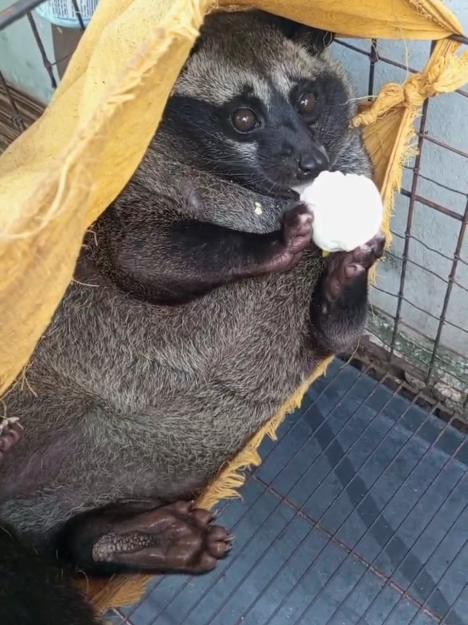 NYAMM NYAM🤤 #musanggemoy #fypシ゚ #musanglovers 