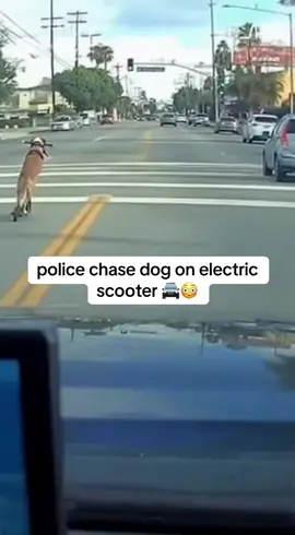 this only happens in the US 😭 #police #policechase #copsusa #bodycam 