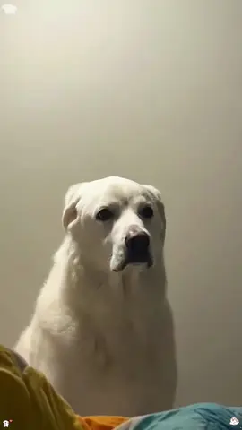 The helpless white dog 😂.#dog #fun #funny #helpless #funnyvideos 