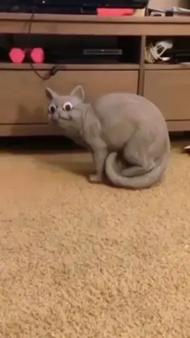 The uncanny valley effect for cats #funnycat #cats #funnytiktok 