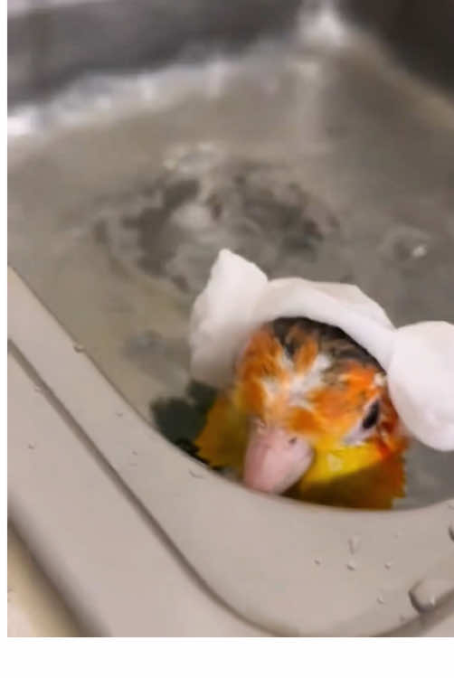 Funny parrot #funny #funnyvideos #parrot #fyp #birdsoftiktok 