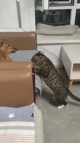 Who wil win the cat-dog war?#foryou #funnytiktok #funny #funnyvideos #tiktok #cat #catsoftiktok #funnycat 