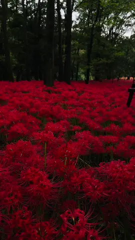 #彼岸花 #redlily #spiderlily #巾着田 #japan 