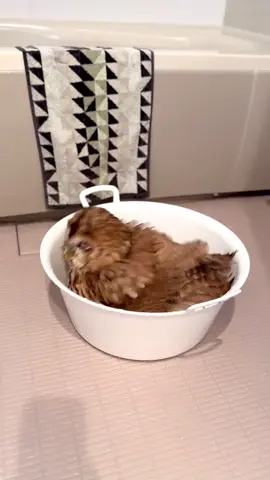 Bathing my tawny youself #bird#animals#bath#bathroom#owl