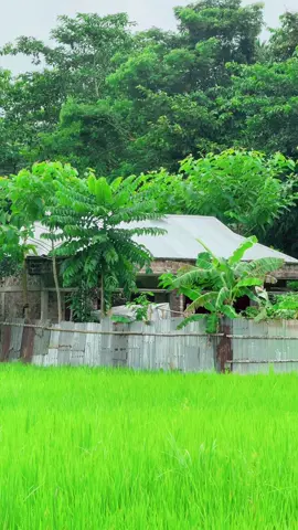 গ্রামের সবুজ প্রকৃতি মানেই শান্তি, নির্মল বাতাস আর জীবনের আসল সৌন্দর্য ✨🍃 #গ্রামবাংলা   #প্রকৃতিরসৌন্দর্য   #সবুজগ্রাম   #NaturalBeauty   #VillageLife   