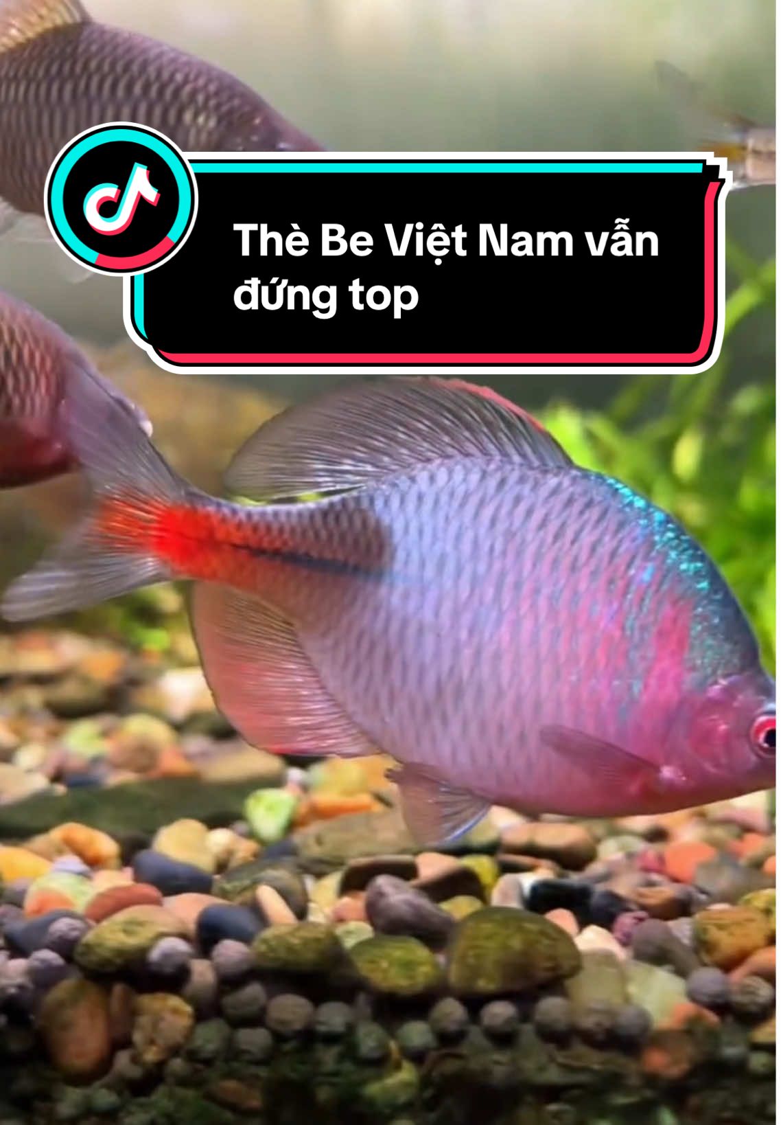 Thè be Việt Nam vẫn đứng trong top thè be đẹp nhất #aquariumfish #aquarium #aqua #aquafish #xh 