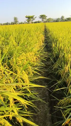 Padat merayap tapi bukan kendaraan 🌾🌾🌾🌾 #anaktani #pejuangpangan #anaktanisulsel #petanilokal #pesonaBimaSakti 