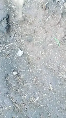 pelaku nya siapa ini ya😂😂😂🤣