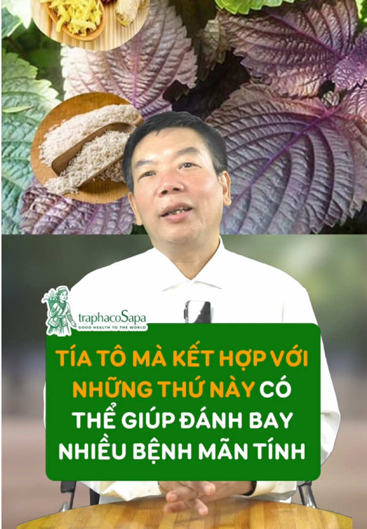 Tía tô mà kết hợp những thứ này đánh bay nhiều bệnh #traphacosapa #thaoduocxanhsapa #kienthucsuckhoe #cauthuocquanhta #xuhuong 