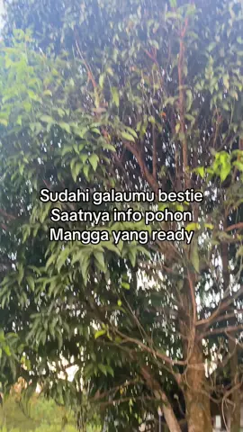 #fyp #mangga 