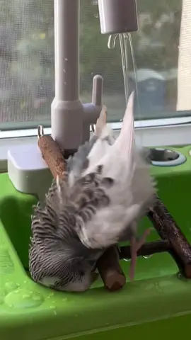 Birb loves water🦜💦 #birb #budgie #funnybirds #cutebirds #parrot 