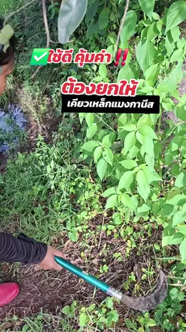 #มีดถางหญ้า #เคียวเหล็กแมงกานีส #ขอชัก #เคียวเกี่ยว #คาวีรีวิว 