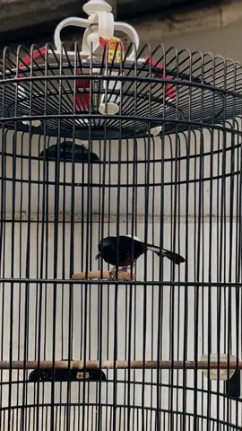 efek kencur😆 #kicaumania #muraibatuindonesia #muraibatunusantara #smm #prasasti #muraibatu #kicaumaniaindonesia #fyp #foryoupage #fyppppppppppppppppppppppp #foryou 