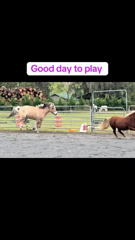 They were having so much fun #horse #fjord #farm #Love #run 