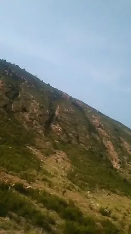 🐯🐯🐯👽👽👽👽🦅🦅🦅🦅