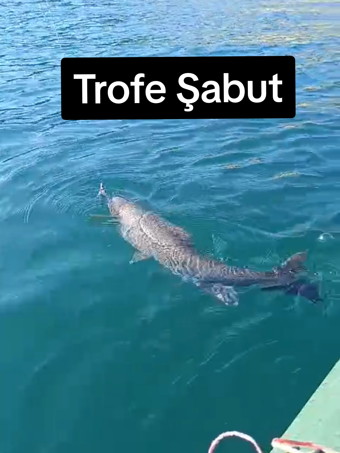 Spin ile Trofe Şabut Avı. #balıkavı #atçekbalıkavı #spinbalılavı #atatürkbarajı #fıratturnası 