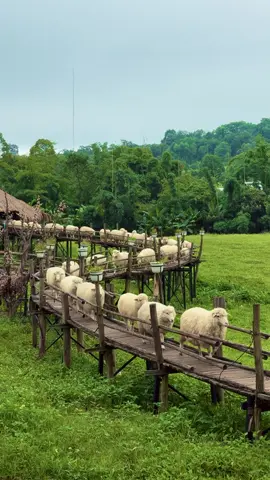 สถานที่น่ารัก วิวสวย ดอกไม้กำลังบาน ถ่ายรูปกับน้องๆแกะ สีขาวขนปุยๆ เดินปุ๊กปิ้ก ตามเนินทุ่งหญ้าเขียวๆ 📷 29.ก.ย.68 📍ม่อนแกะ เขาค้อ ต.เขาค้อ อ.เขาค้อ จ.เพชรบูรณ์  (ใกล้กับจุดชมวิววัดกองเนียม)