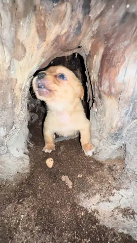 #cute #dog 