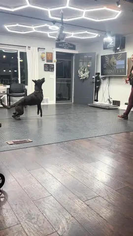 Late night, Kaysa locked in 🌙⚡ Obedience with edge, power in every step she’s pure intensity.  #WorkingDog #ObedienceTraining #ifitaintdutchitaintmuch @Robert Hillebert @DefconPropaganda 