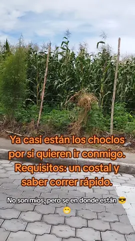 #choclos #fyppppppppppppppppppppppp #ecuador🇪🇨 #maiz #elote #divercion #naturaleza #huerto #fyp 