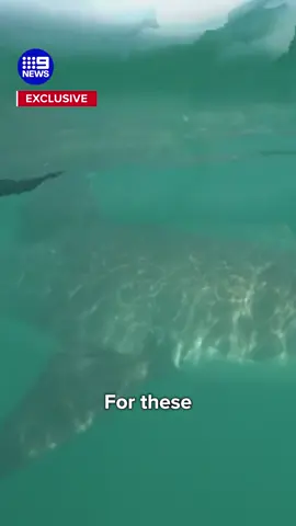 For the second time in just days, a group of kayakers off our northern beaches have come face-to-face with a five-metre great white shark. #9News