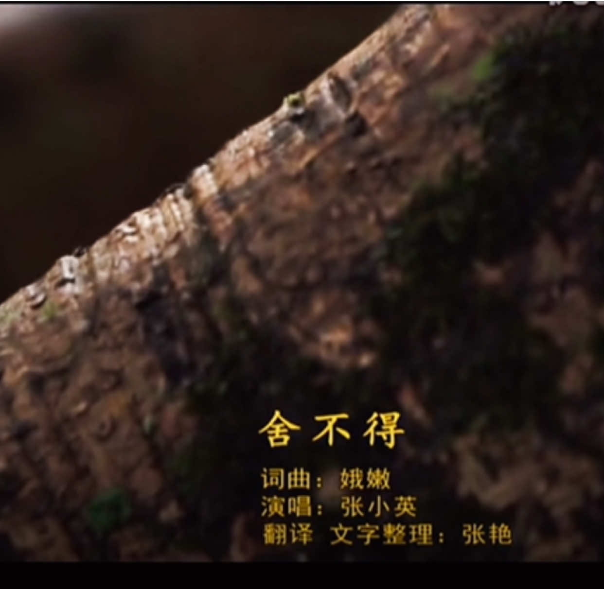 德昂族歌曲 ခူစာတည်းလိုည်းဆိင်ယာမ် 张小英 (舍不得) #တအာင်း #Taang #တအာင်းမလေး😘😘 #德昂歌曲 #德昂族 #德昂 