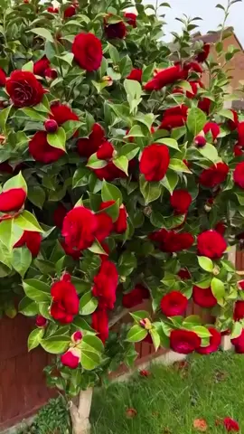 BIZGA OBUNA TELEGIRAMDAN YOZING kamila gullari#respect 