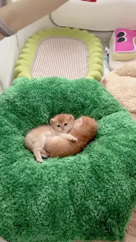 Cuteeee 🥰#catlover #kitten #cutebaby #catoftiktok #littlekitten 