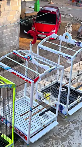 mandi sebelum tampil bos💦😁 #kicaumaniaindonesia #senidankeindahankenari #kenarimaniaindonesia #kenarimania #fypシ゚viral 