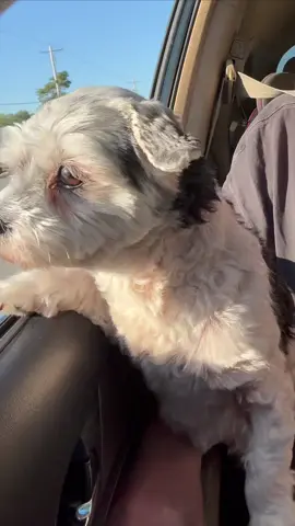 He loves it #puppy #cute #funny 