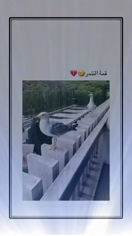 #اكسبلور #explore 
