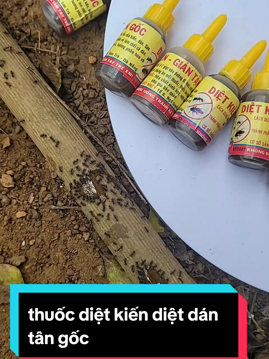 chỗ nào có kiến chô nào có gián các bác nhỏ trực tiếp  và chỗ đó giúp e nhá hiểu quả sấu 2 tiếng ko còn 1 con nào luôn #hoasen  #thuocdietkiengiansinhhoc  #cuocsongthuongngay  #lexuhuongtiktok♥️  #ti̇ktok 