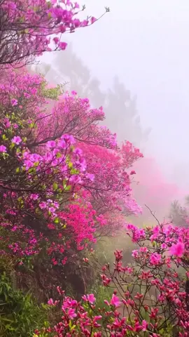 එක නම් පිස්සුවක් 🥰❤️🌺 #hortonplains #travelworld #srilanka #beauty #please 