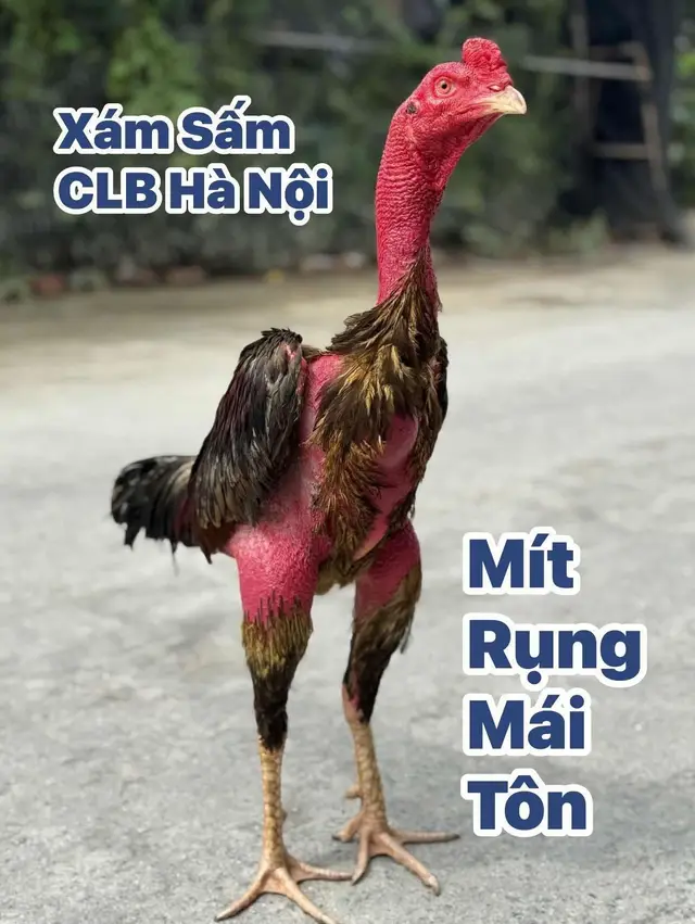 Chúc cu em sẽ mang vinh Quang về cho ae Hà Nội , Kinh điển thứ 7 này ae hóng nhé#늙음필터 #suhuongtiktok #nhachaymoingay #capcut @Phạm Đình Thắng @Hải Nam @An xê cô 668 