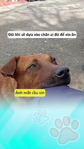 Cún con được cả trường nuôi nấng 😚 #thucung #thucungvuinhon #dongvat #cuncon #reels  