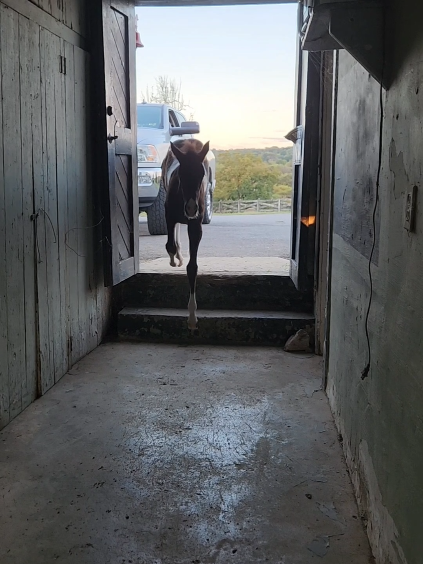 Mama was eating an her curiosity takes over an she jumps up the stairs an then turns around an jumps back down like hold my beer 😆🤦‍♀️She going to give me a panic attack I swear 😵‍💫😵‍💫😵😵😧😮 #spottedsaddlethings #wildchild #foalsoftiktok #spottedsaddlehorse #tennesseewalkinghorse 