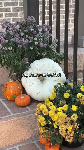 look, I decorate for fall when pumpkin spice releases at Starbucks  #ripmums #october #falldecor 