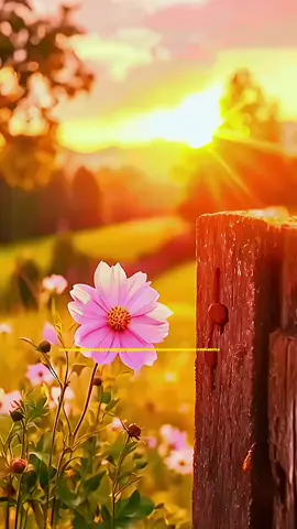 Le sonrrio a la vida, porque Dios me acompaña✨️💫💛 #sonrie #gracias  #musicacristiana #alabanzas_cristianas #foryoupage 