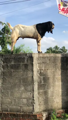 greatest of all time (g.o.a.t) #fyp #srilankan_tik_tok🇱🇰 