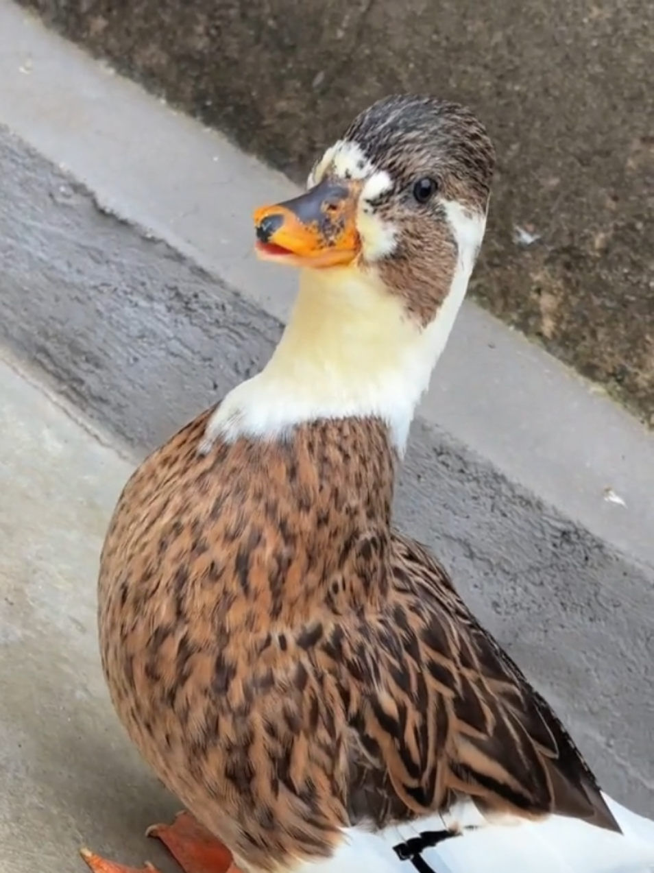 #AwesomeBeastsOnTikTok #ConfusingAnimalBehavior #CutePetOpeningPlan #DuckSummoning #DuckHatchingSummon Don't be fooled by its small size, it makes a big deal. A little duck with a striking appearance.